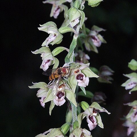 Epipactis x reinekei unspecified picture