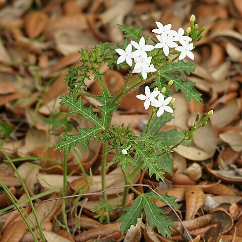 Cnidoscolus urens var. stimulosus unspecified picture