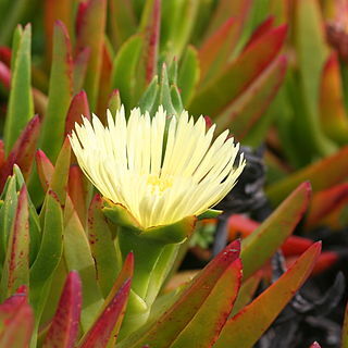 Carpobrotus unspecified picture