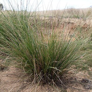 Carex appressa unspecified picture