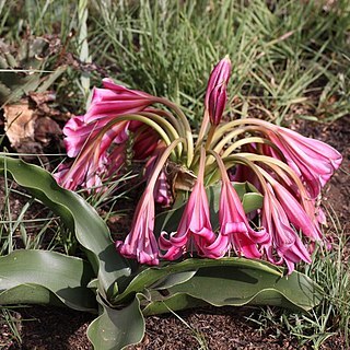 Crinum graminicola unspecified picture