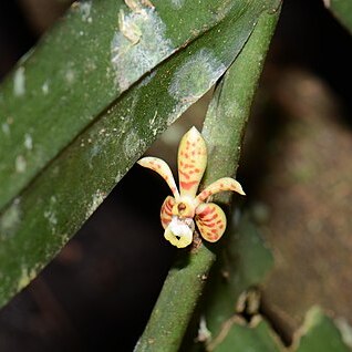 Trichoglottis celebica unspecified picture