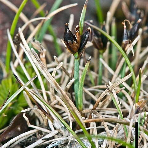 Carex acicularis unspecified picture