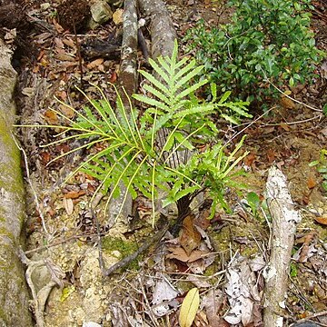 Blechnum vieillardii unspecified picture