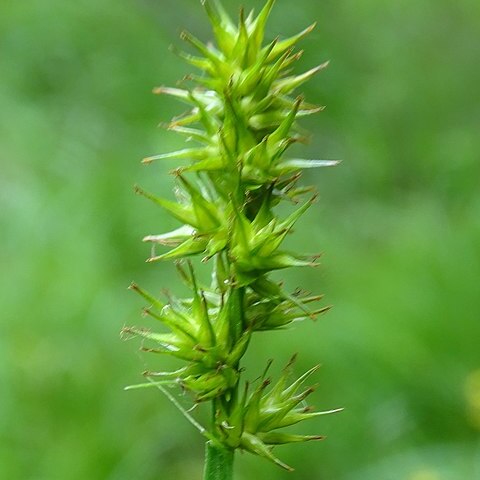 Carex laevivaginata unspecified picture