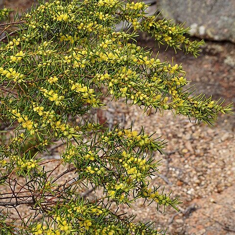 Bertya recurvata unspecified picture