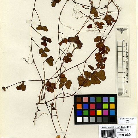 Oxalis dumetorum unspecified picture