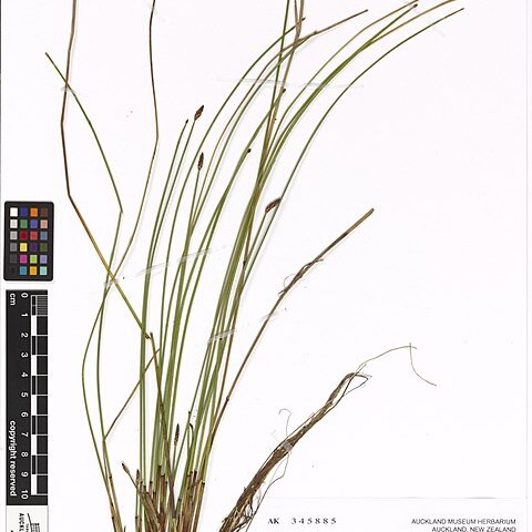 Eleocharis acuta unspecified picture