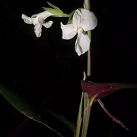 Maranta subterranea unspecified picture