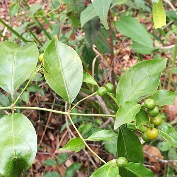 Gynochthodes jasminoides unspecified picture