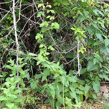 Scrophularia oxyrhyncha unspecified picture