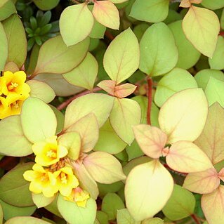 Lysimachia phyllocephala unspecified picture