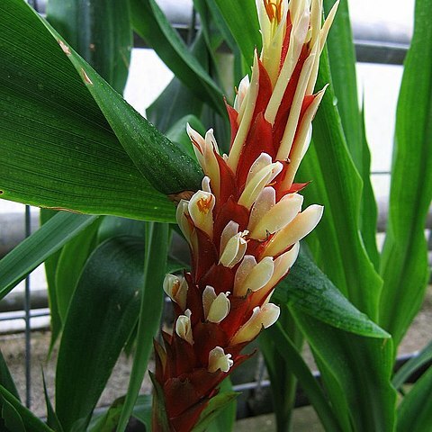 Pitcairnia imbricata unspecified picture