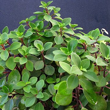 Peperomia humilis unspecified picture