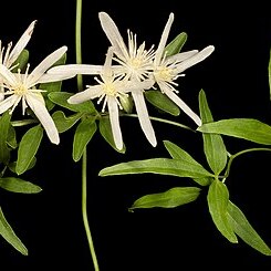 Clematis linearifolia unspecified picture