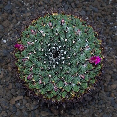 Mammillaria winterae unspecified picture