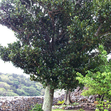 Garcinia subelliptica unspecified picture