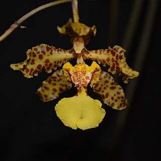 Trichocentrum x marvraganii unspecified picture