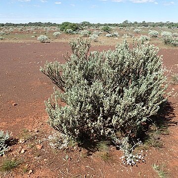 Eremophila rigida unspecified picture