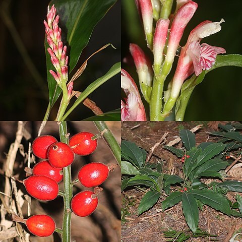 Alpinia intermedia unspecified picture