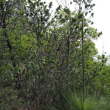 Melaleuca pyramidalis unspecified picture