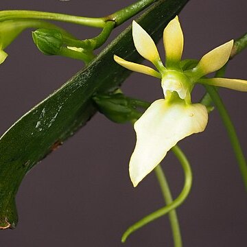 Neobathiea grandidieriana unspecified picture