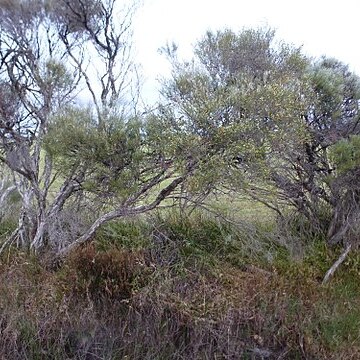 Melaleuca osullivanii unspecified picture