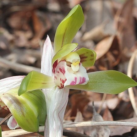 Cymbidium goeringii unspecified picture