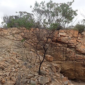 Eremophila gibbosa unspecified picture