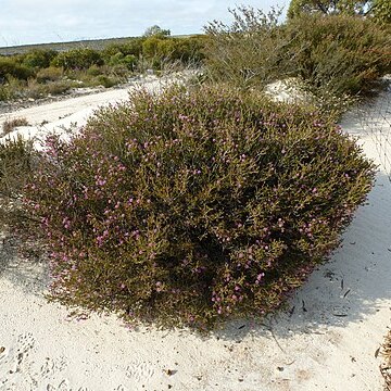 Melaleuca rigidifolia unspecified picture