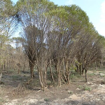 Melaleuca atroviridis unspecified picture