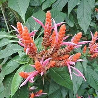 Aphelandra sinclairiana unspecified picture