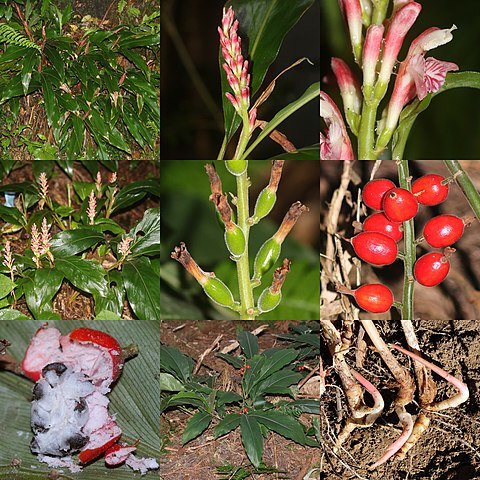 Alpinia japonica unspecified picture