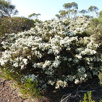 Melaleuca teuthidoides unspecified picture