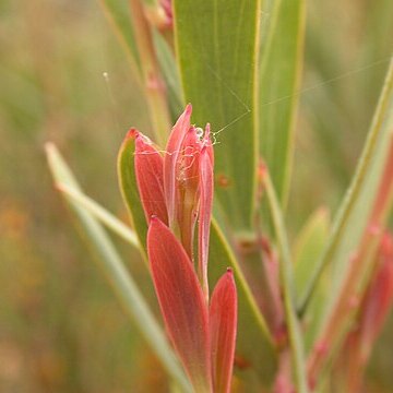 Daviesia mimosoides unspecified picture