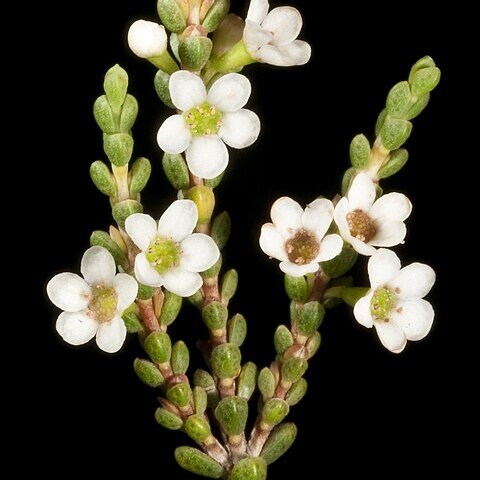 Micromyrtus erichsenii unspecified picture