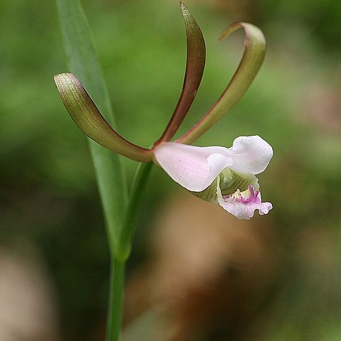 Cleistesiopsis bifaria unspecified picture