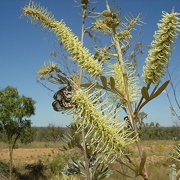 Grevillea sessilis unspecified picture