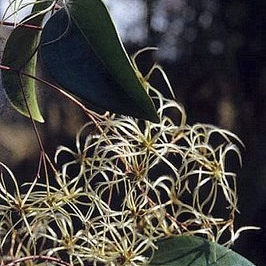 Clematis crassifolia unspecified picture