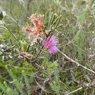 Melaleuca holosericea unspecified picture