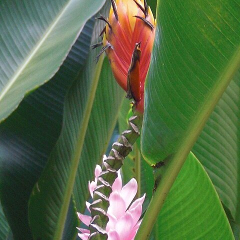 Heliconia episcopalis unspecified picture