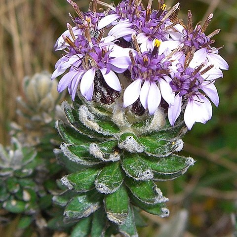 Diplostephium unspecified picture