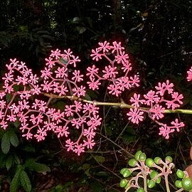 Cissus paullinifolia unspecified picture