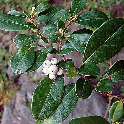 Azara integrifolia unspecified picture