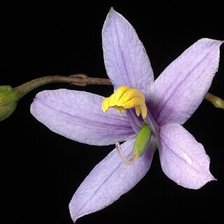 Cheiranthera filifolia unspecified picture