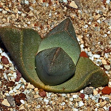 Pleiospilos bolusii unspecified picture