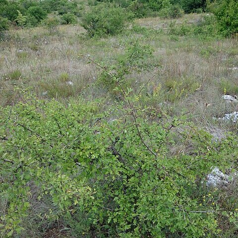 Crataegus pentagyna unspecified picture