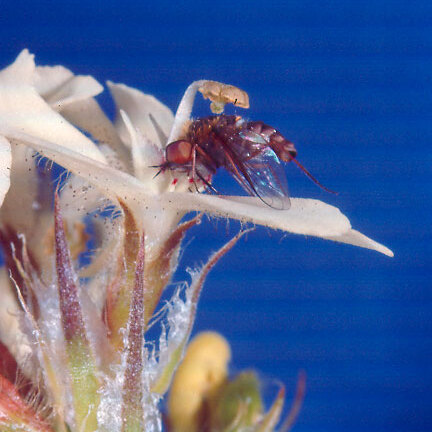 Stylidium crossocephalum unspecified picture