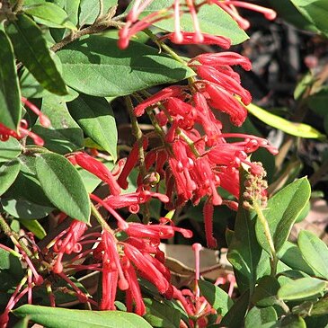 Grevillea rhyolitica unspecified picture