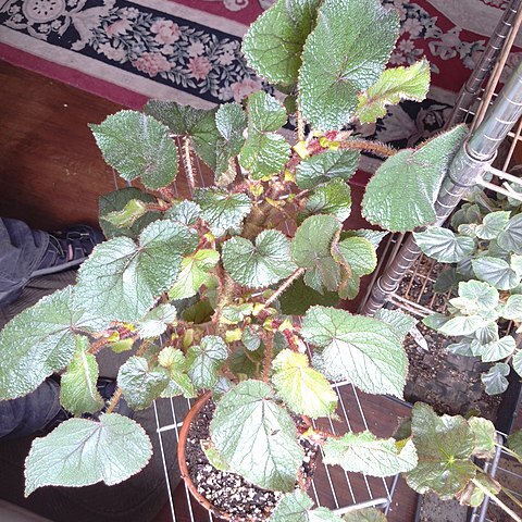 Begonia engleri unspecified picture